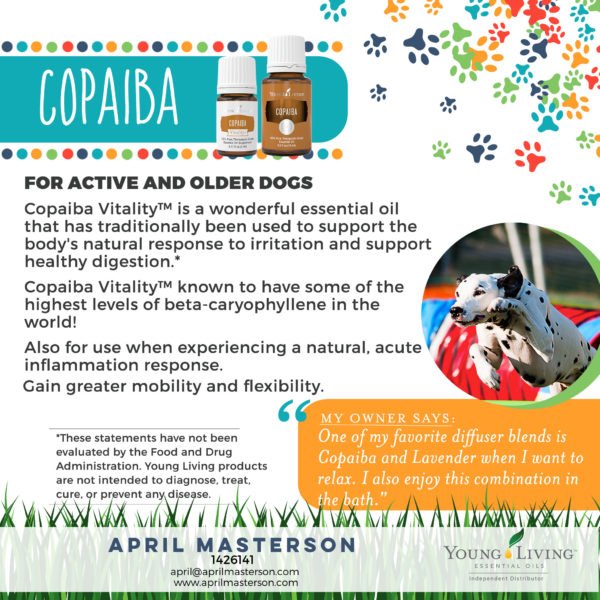 Dogs and Copaiba