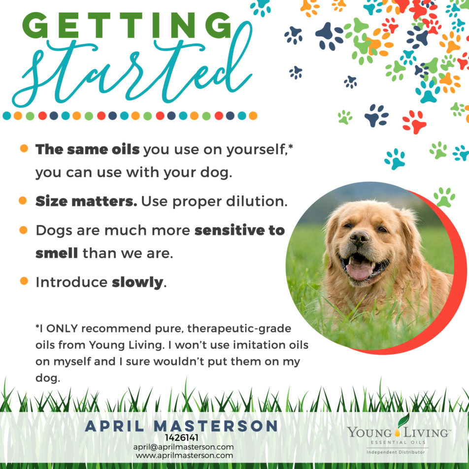 How to Use Essential Oils with Dogs – Part 1 | April Masterson